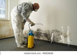 Why You Should Choose Our Mold Remediation Services in Myrtle Point, OR